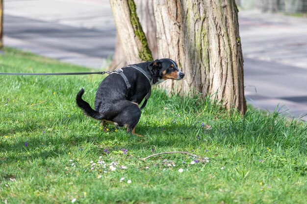 写真 フィールドの犬のサイドビュー