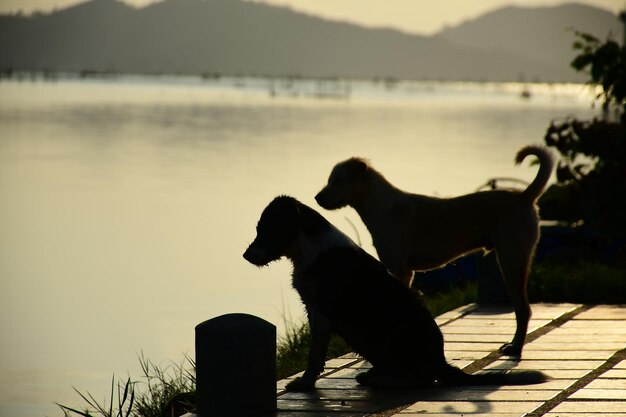 写真 湖の犬のサイドビュー