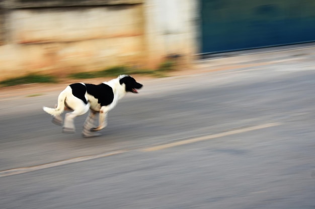 写真 犬が走っている側面の景色