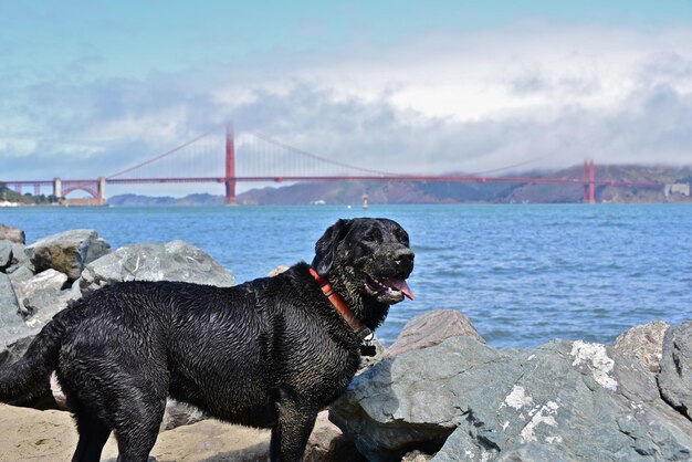 写真 湖を渡る橋のある犬のサイドビュー