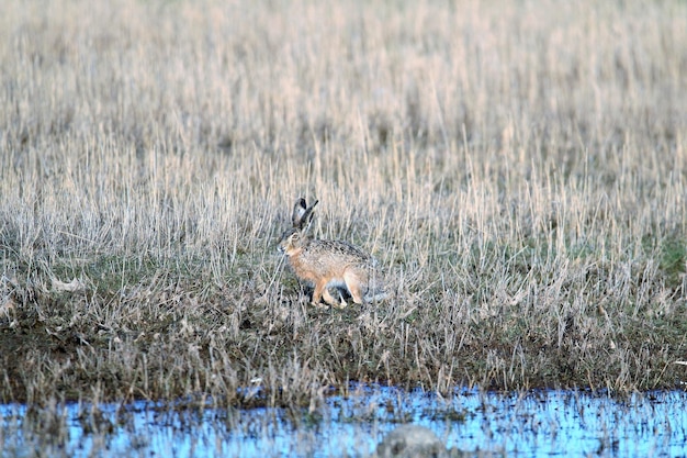 写真 草原にあるウサギのサイドビュー