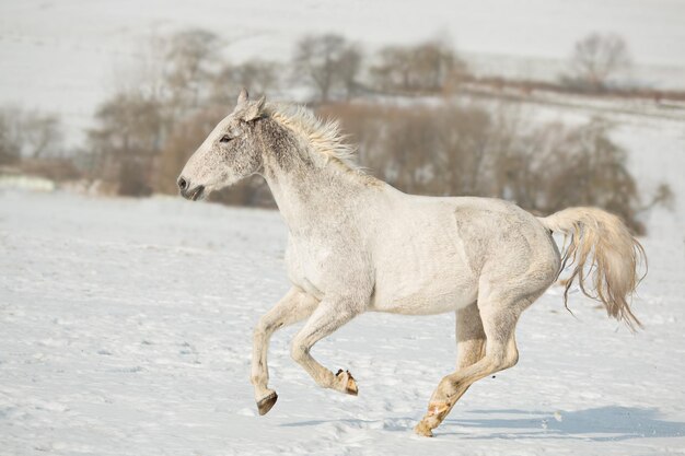 写真 雪に覆われた畑の馬の横の景色