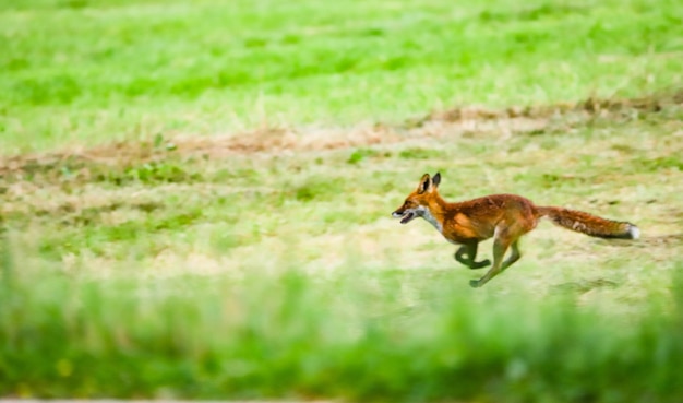 写真 野原で走っている馬のサイドビュー