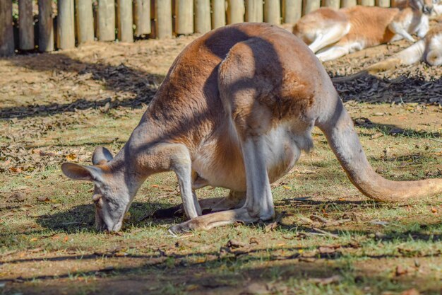 写真 景色で放牧しているカンガルーのサイドビュー