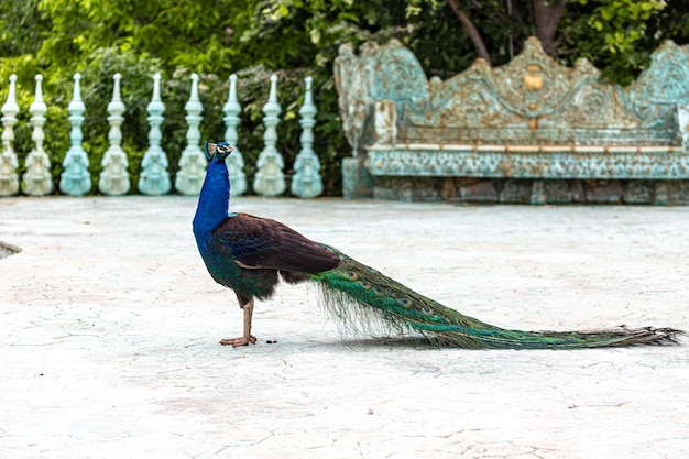 写真 孔雀 の 側面 の 眺め