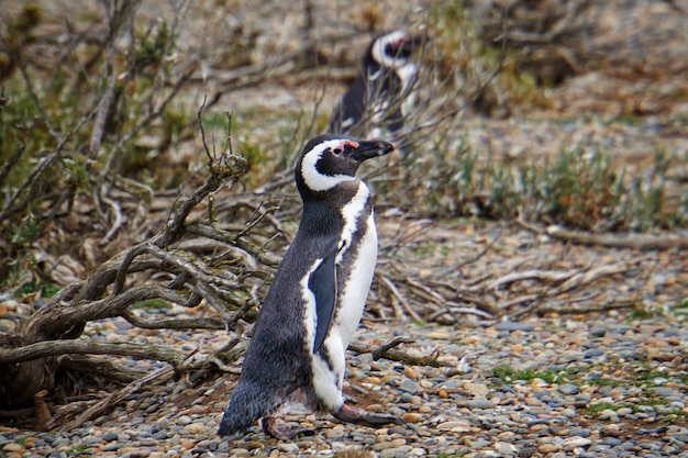 写真 陸上のペンギンの横の景色