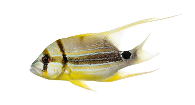 사진 sailfin 도미, symphorichthys spilurus, 흰색 절연의 측면보기