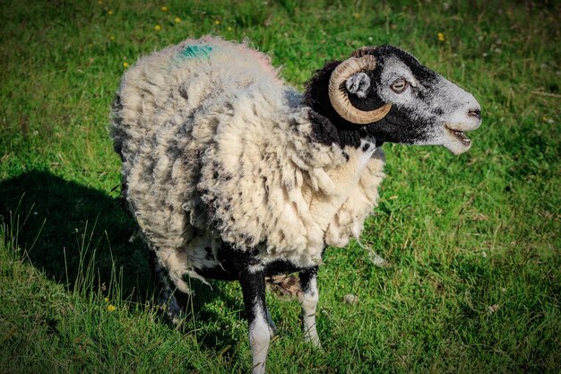 Фото Боковой вид овцы в поле