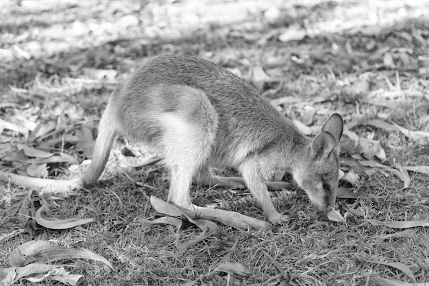 写真 畑 の 羊 の 側面 の 眺め