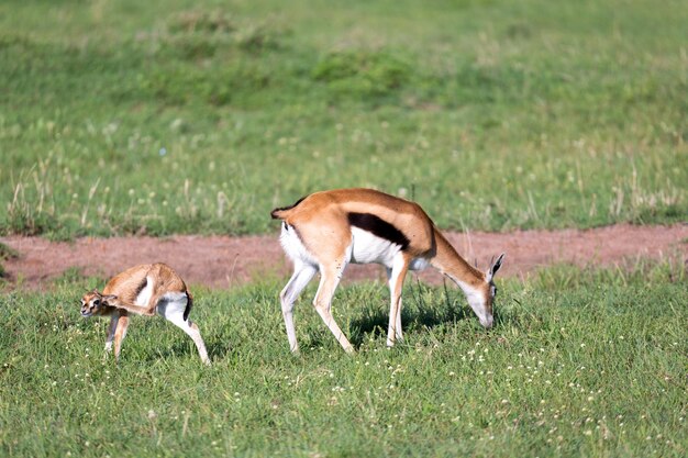 写真 畑 の 羊 の 側面 の 眺め