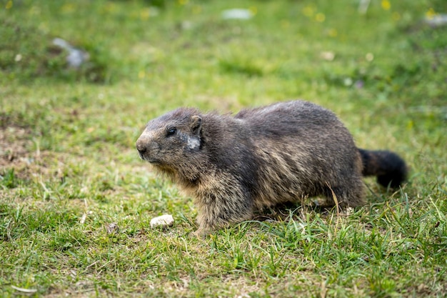 写真 野原の動物の横の景色