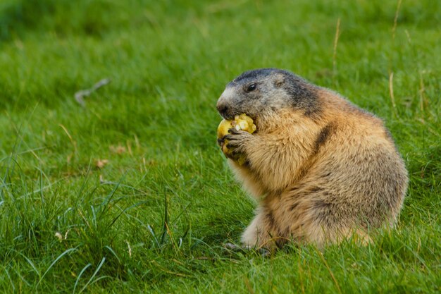 写真 草の上にある動物のサイドビュー