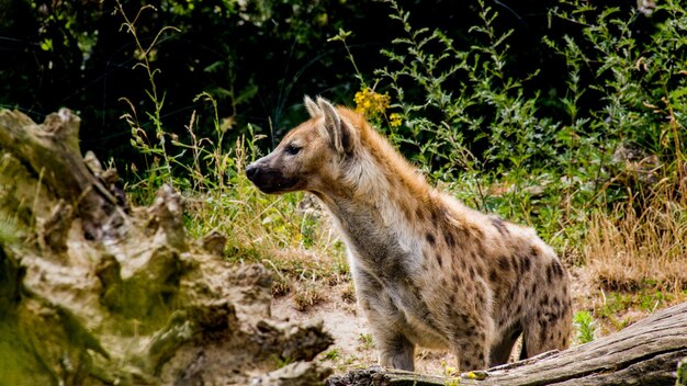 写真 陸上の動物の側面の景色