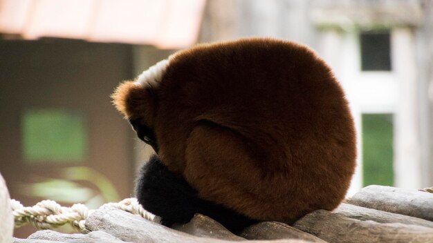 写真 木の上に座っている動物のサイドビュー