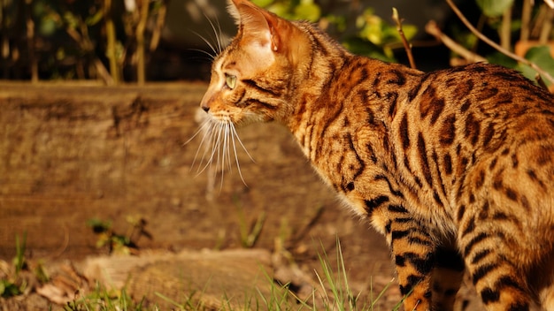 写真 フィールドの猫の横の景色