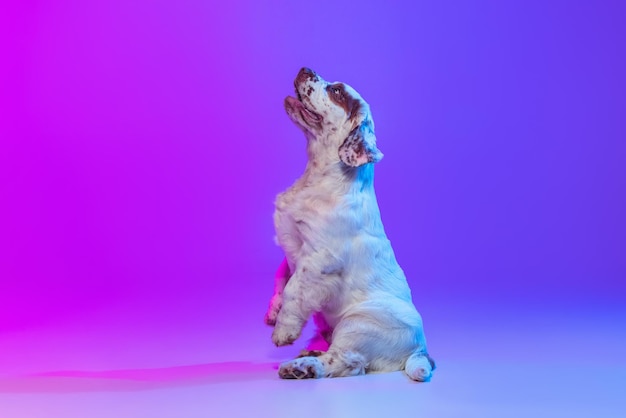 네온 조명 필터의 그라데이션 분홍색 파란색 스튜디오 배경 위에 격리된 귀여운 큰 개 흰색 클럼버의 측면 보기 모션 액션 애완 동물의 개념은 동물의 삶을 사랑합니다