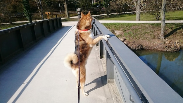 写真 レーリングの上に立つ犬のサイドビュー