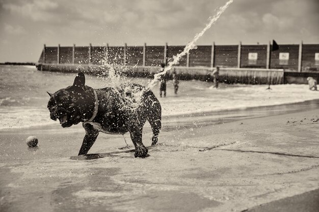 写真 水の中を走る犬のサイドビュー