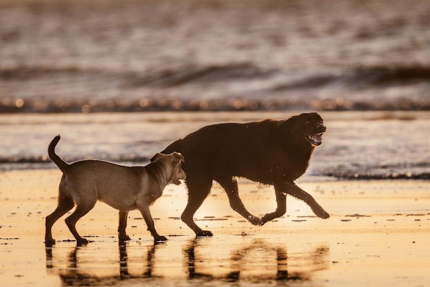 写真 ビーチで走っている犬のサイドビュー