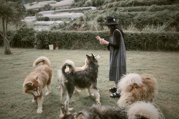 写真 野原で走っている犬の横の景色