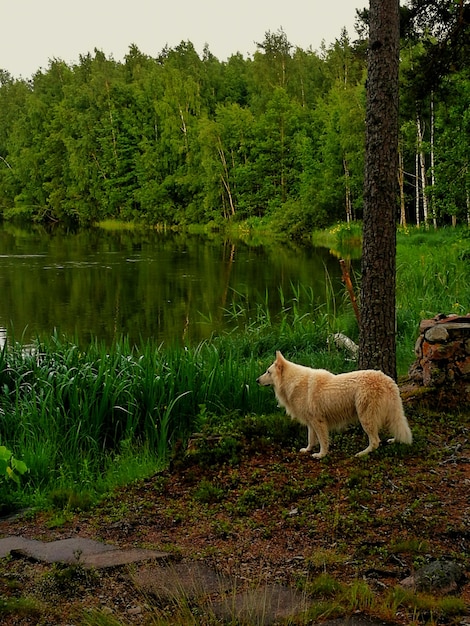 Фото Боковой вид собаки, стоящей на берегу озера