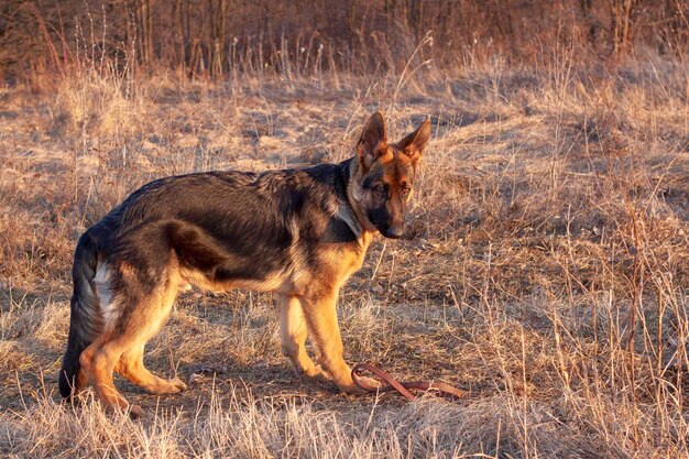 写真 フィールドに立っている犬のサイドビュー