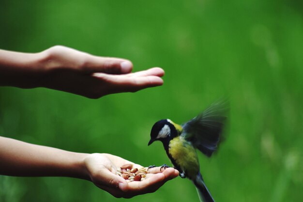 写真 手で ⁇ を食べている鳥の側面の景色