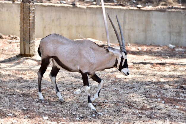 写真 動物園の馬の横の景色