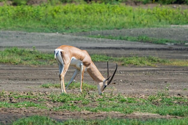 写真 フィールドの馬の横の景色