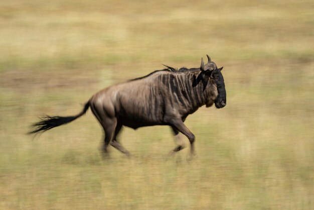 写真 野原で走っている馬の横の景色