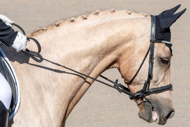 写真 馬のサイドビュー