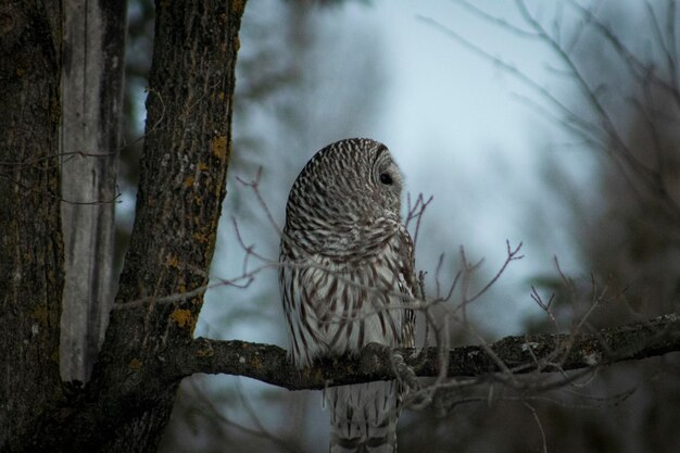 写真 ウィスコンシン州の夕暮れの木のオオカミのサイドビュー