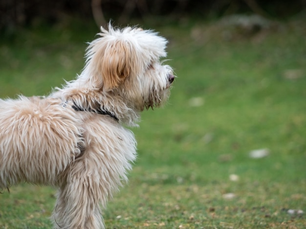 写真 田園風景に立っている子犬の側面図。草の上の毛むくじゃらの子犬のトリミングされたビュー。