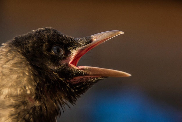 写真 カラスの鳥の鳴き声の横の景色