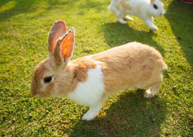 写真 畑 の 羊 の 側面 の 眺め