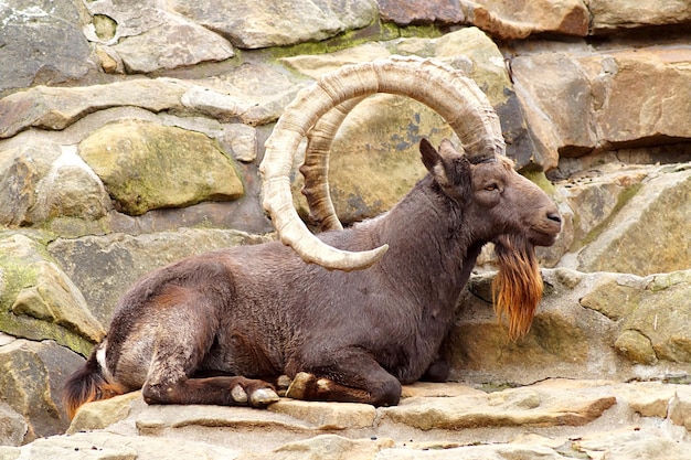 写真 動物園の石壁の反対側の岩の上に横たわっているワリア・イベックスのサイドビュー