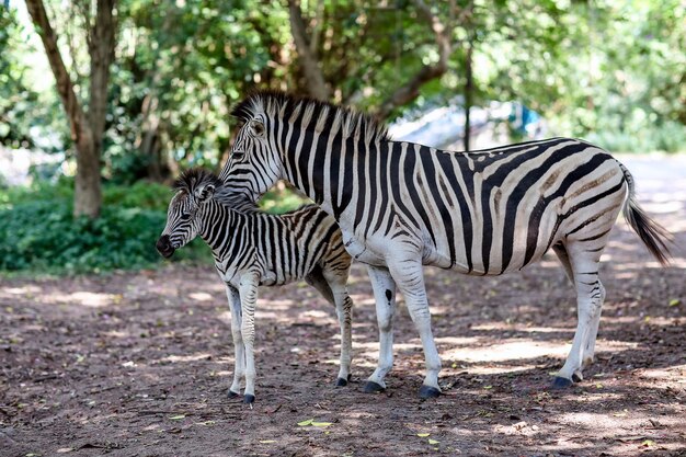 写真 森の中に立っているゼブラの横の景色