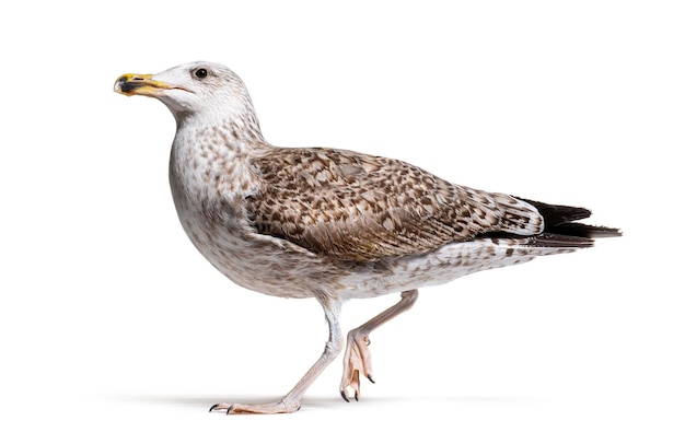 Side view of a Oneyearold plumage European Herring Gull walking