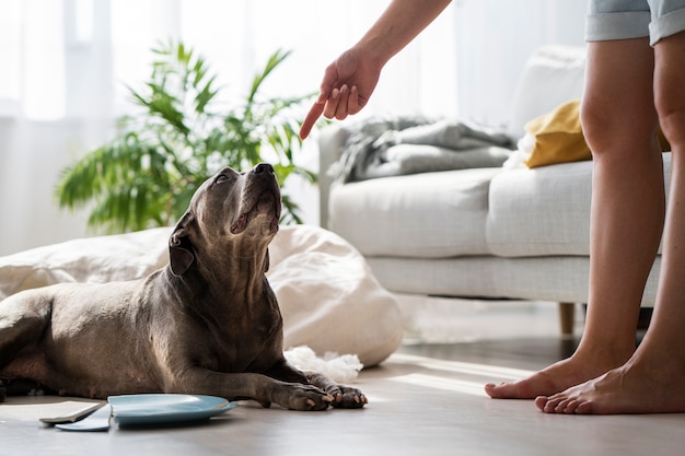 Proprietario di vista laterale che rimprovera il cane cattivo