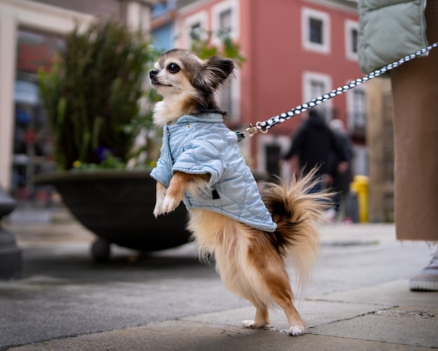 Foto proprietario di vista laterale con simpatico cane chihuahua