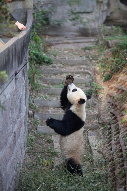 Foto vista laterale di un panda in piedi all'aperto