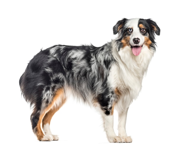 Side view of a panting australian Shepherd standing up (1.5 years old)