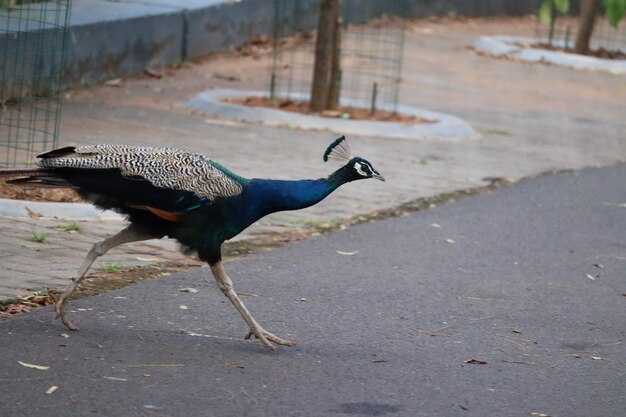 Photo side view of a peacock bird on the road