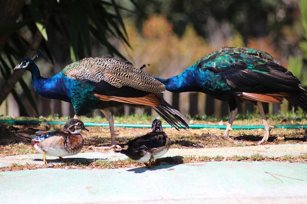 Foto vista laterale di un pavone e di un'anatra nel parco