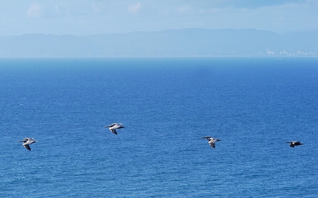 Side view of pelicans flying over sea against sky