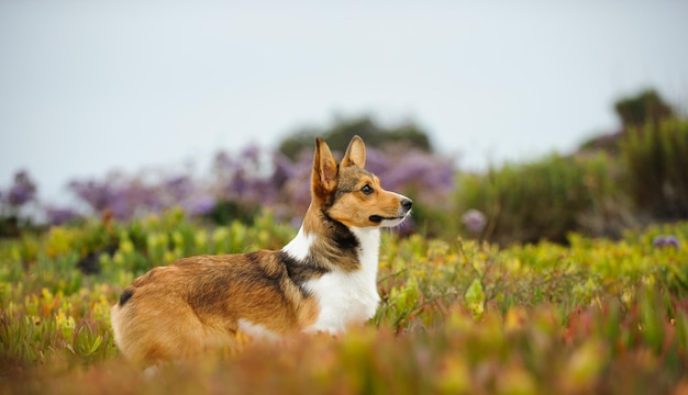 ペンブローク・ウェールズ・コルギ犬のサイドビュー