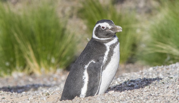 晴れた日にビーチでペンギンを横から眺める