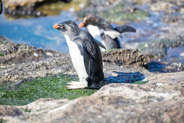 岩の上にあるペンギンの横の景色