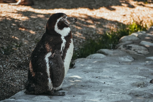 Side view of penguin on rock