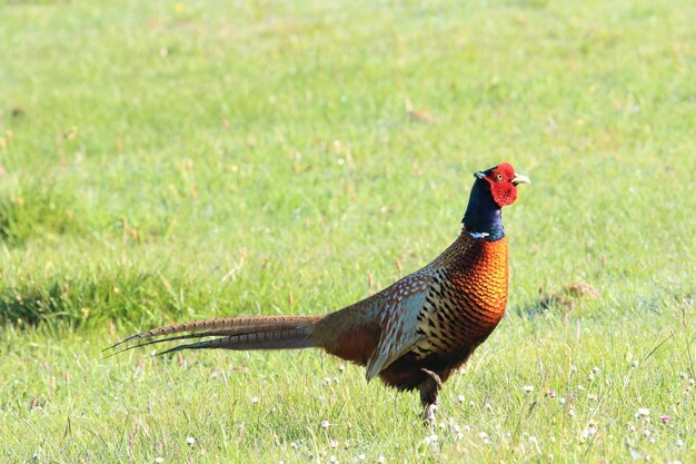 Photo side view of a pheasant in a field close-up full frame